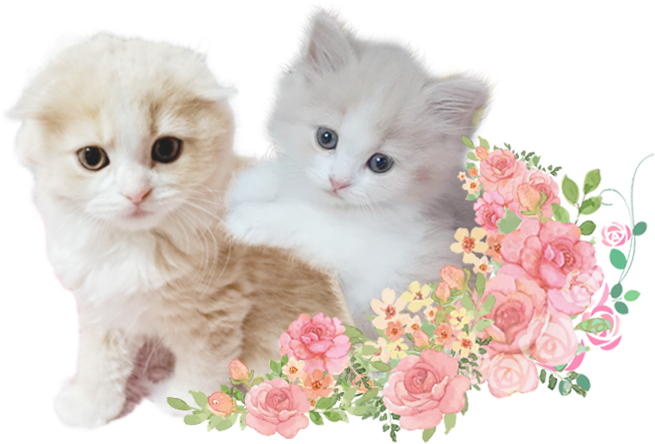 子猫紹介