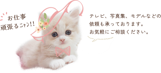 テレビ、写真集、モデルなどの依頼も承っております。お気軽にご相談ください。