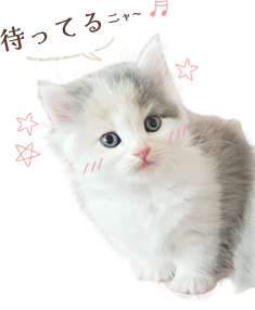 待ってるニャー