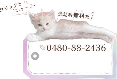 0480-88-2436/お問い合わせ