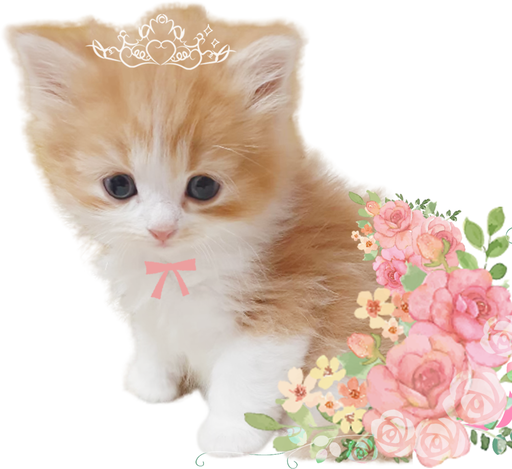 猫イメージ