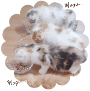 Mogu Mogu