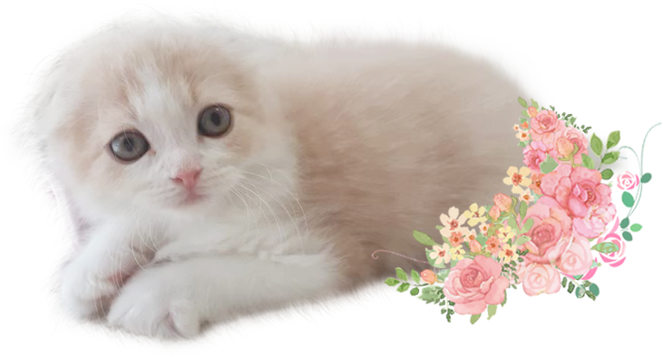 プライバシーポリシー