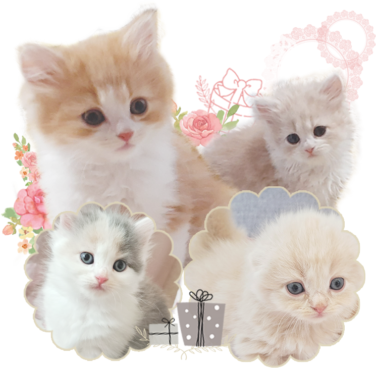 愛猫