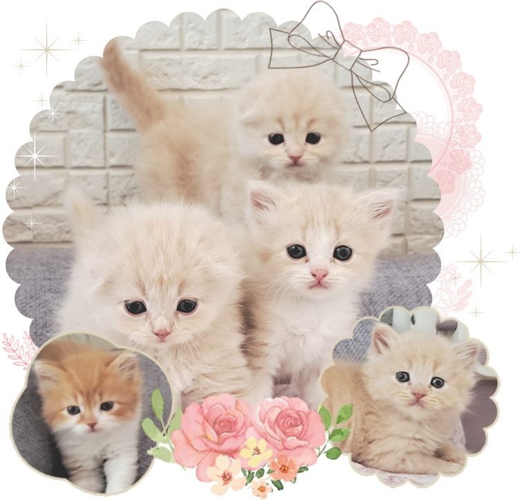 子猫ちゃんをお迎えする前に...